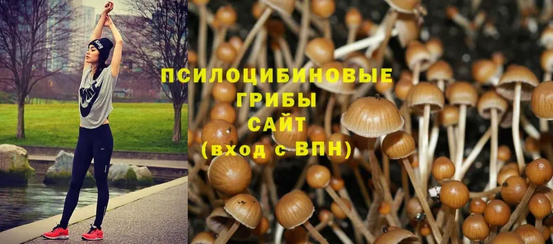 ссылка на мегу рабочий сайт  Волгореченск  Псилоцибиновые грибы MAGIC MUSHROOMS  купить наркотики цена 