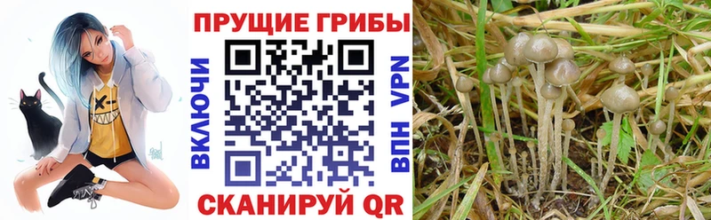 где найти   Волгореченск  Псилоцибиновые грибы прущие грибы 